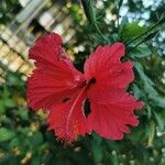 Hibiscus schizopetalus 花