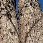 Quercus stellata Bark