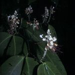 Macrolobium bifolium Flor