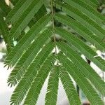 Albizia niopoides 葉