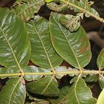 Inga edulis Folla