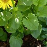 Doronicum caucasicum ഇല