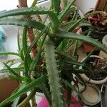 Aloe arborescens 葉