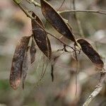 Distemonanthus benthamianus Fruto