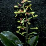 Souroubea guianensis Fruto