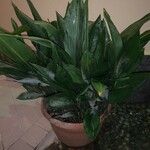 Aspidistra lurida List