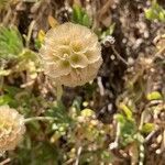 Lomelosia cretica Flower