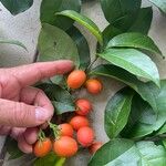 Bunchosia nitida Fruit