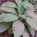 Solanum mauritianum Hábito