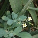 Kalanchoe ceratophylla Blüte