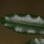 Parahancornia fasciculata Leaf