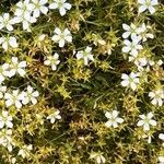 Saxifraga hypnoides Likasa