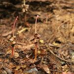 Pachylobus pubescens Vivejo