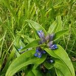 Gentiana cruciata ശീലം