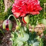 Papaver somniferumBloem