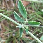 Lotus angustissimus Leaf