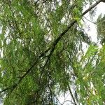 Albizia carbonaria Агульны выгляд