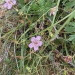 Geranium viscosissimum Kukka