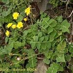 Sonchus ustulatus Habit