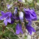 Campanula sibirica Květ