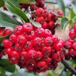 Pyracantha coccinea Fruit