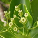 Erithalis odorifera 花
