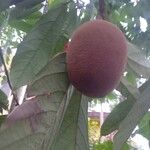 Theobroma grandiflorum Hoja