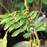 Calliandra tergemina Leaf