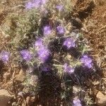 Barleria delamerei Blüte