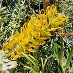 Grevillea robusta Цветок