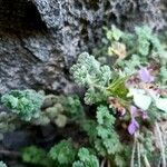 Teucrium rotundifolium Ліст