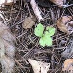 Sanicula canadensis Feuille