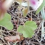Pelargonium glechomoides Лист
