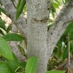 Quercus myrsinifolia Bark