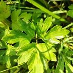 Ranunculus repens List