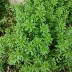 Galium maritimum Leaf