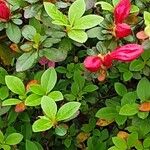 Rhododendron simsii Leaf