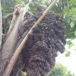 Raphia textilis Fruto