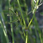 Hippocrepis scorpioides Yaprak