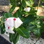 Catharanthus coriaceus ഇല