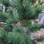 Pinus nigra Folha