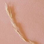 Aristida adscensionis Fruit