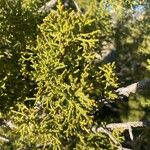 Juniperus monosperma Folha