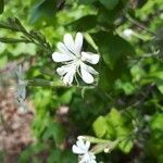 Silene italica Blüte