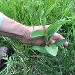 Asclepias viridis Lehti