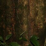 Hirtella trichotoma 树皮