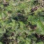 Abies grandis Feuille