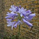 Agapanthus africanus Blomst