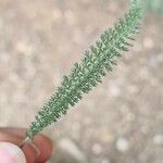 Achillea setacea Листок