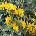 Phlomis fruticosaЛіст